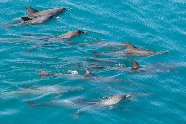 Australia-Kimberley Coast-Yampi Sound-Buccaneer Archipelago Indo-Pacific bottlenose dolphins